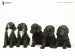 black-cocker-pups-1280