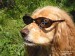 Nishka-sunglasses-funny-dogs-desktops